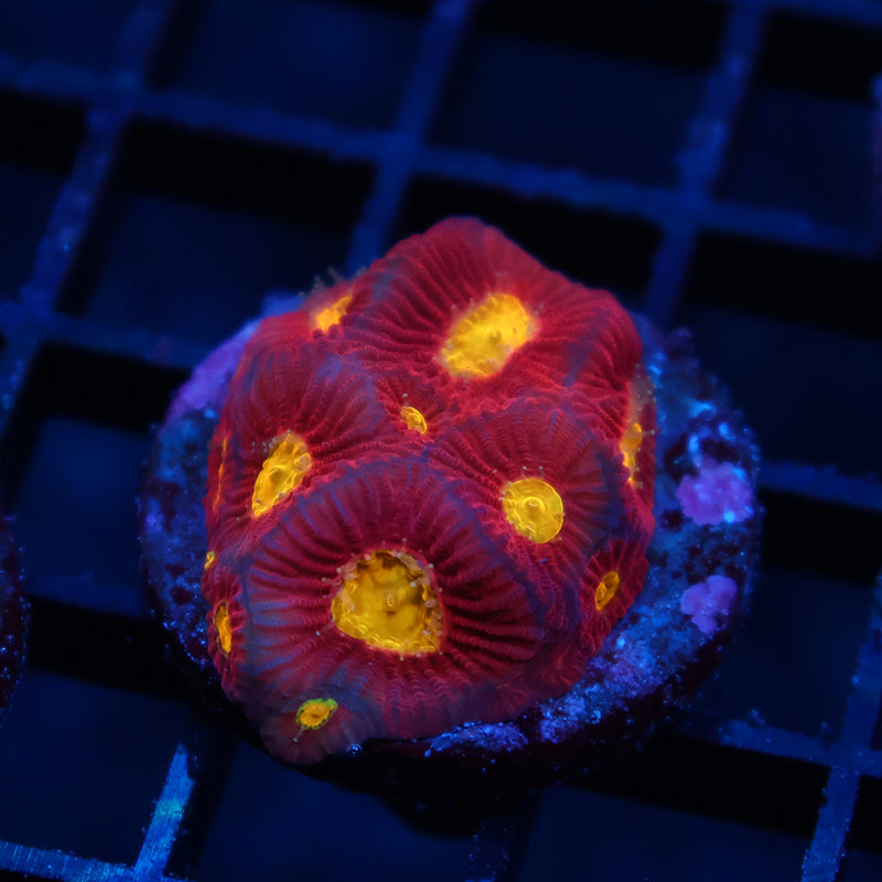 JF Toro Bravo Favia