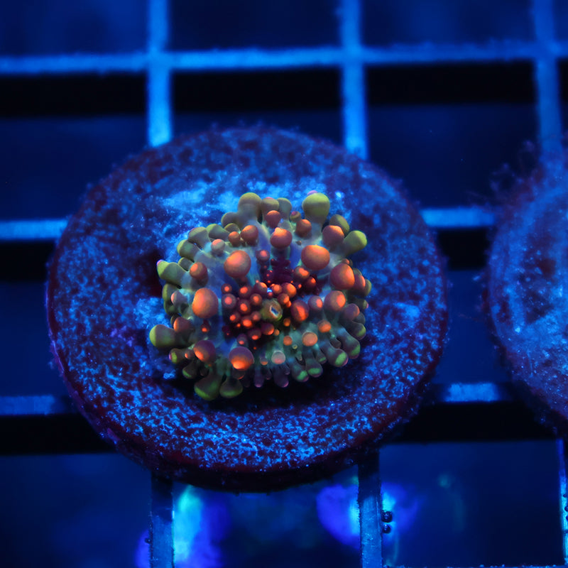TCK Baby Godzilla Mushroom