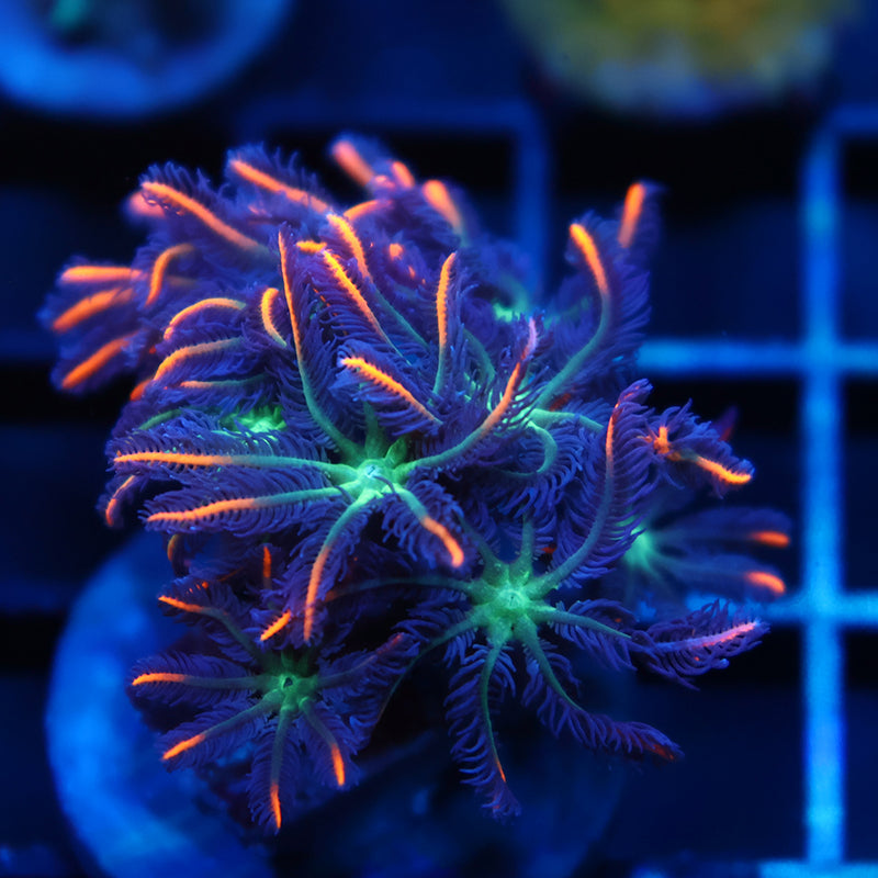 TCK Firework Cloves