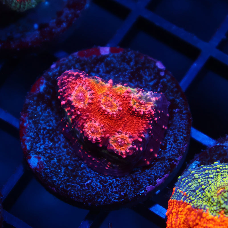 TCK Rimless Watermelon Chalice