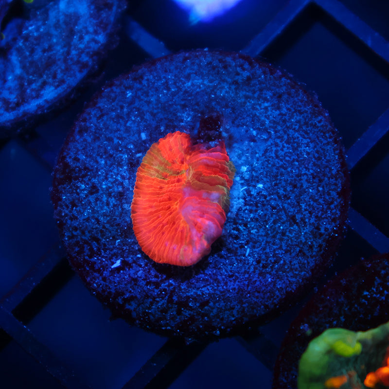 BSA Cb Rainbow Diaseris