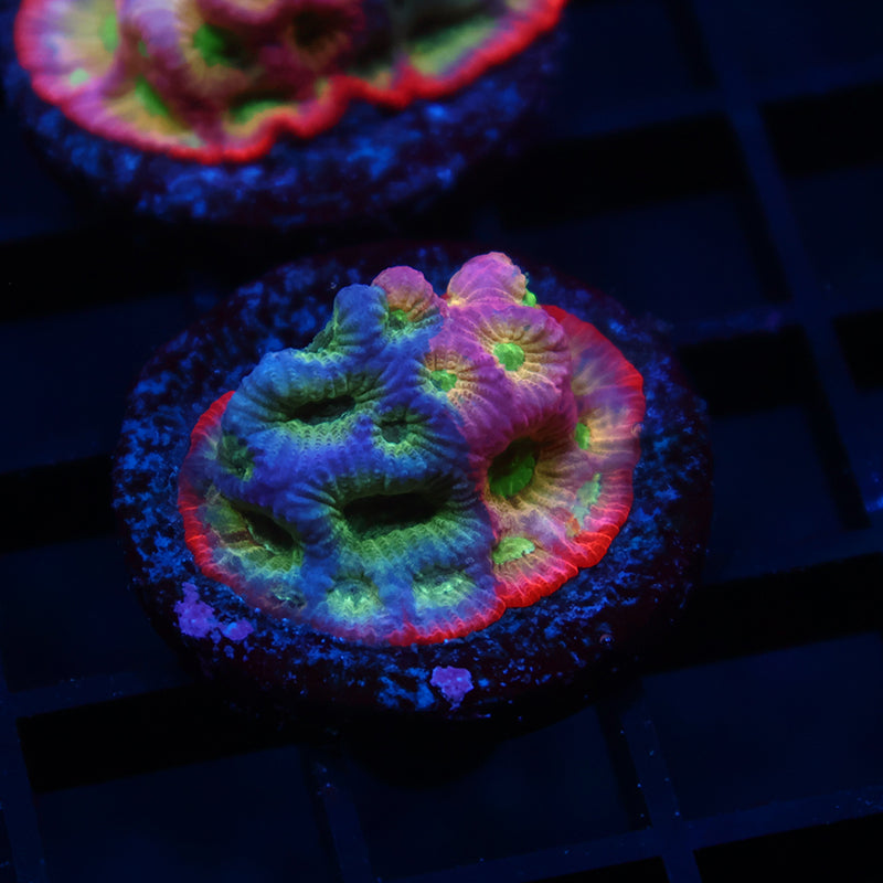JF Dayglo Favia