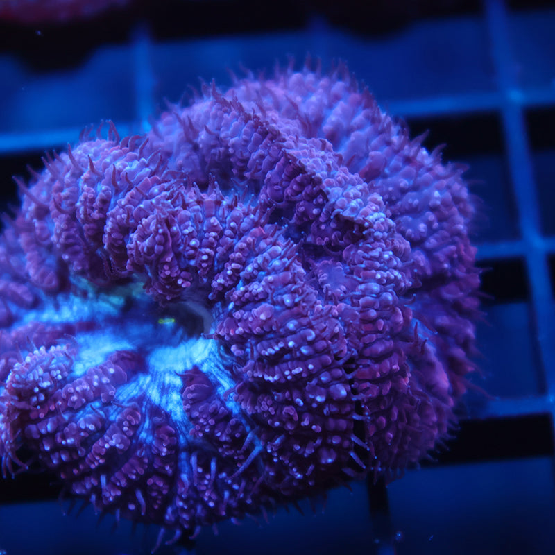 Lg TCK Frosty Purple Blastos