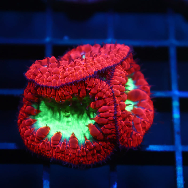 TCK Big Polyp Sour Apple Blastos