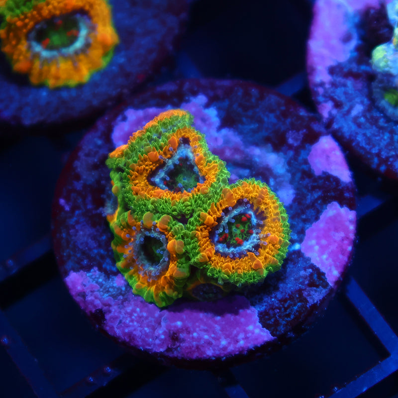 TCK OG Mardi Gras Acans