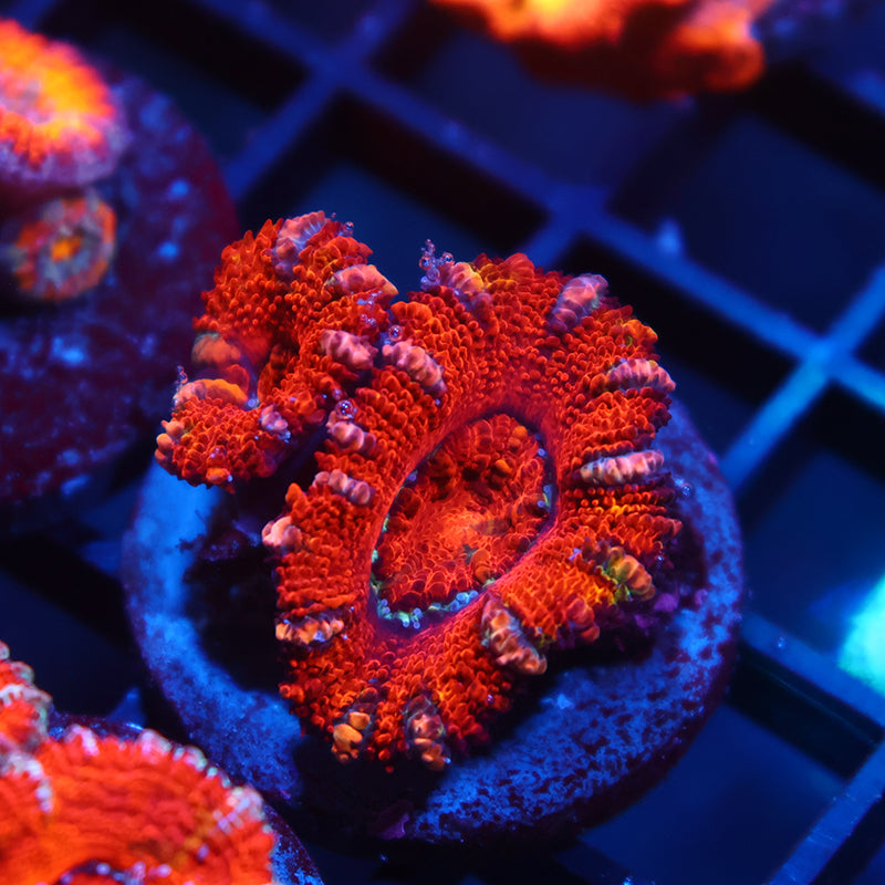 Awesome Acan