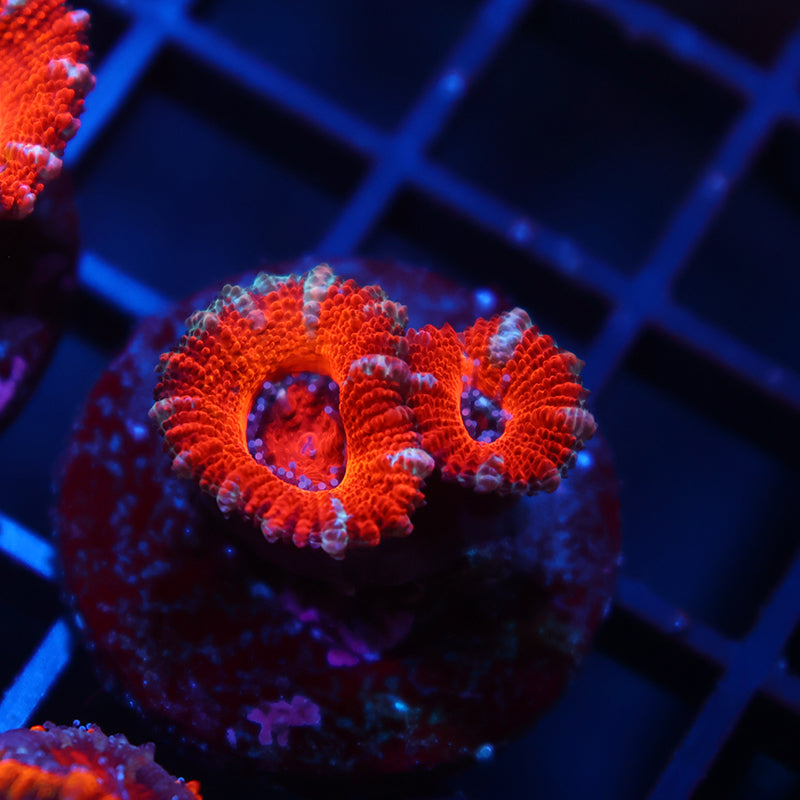 Sweet Red Acan