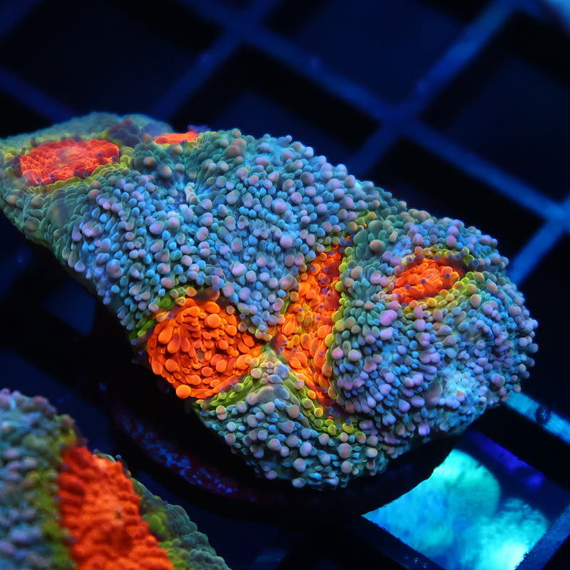 TCK Rainbow Echinata