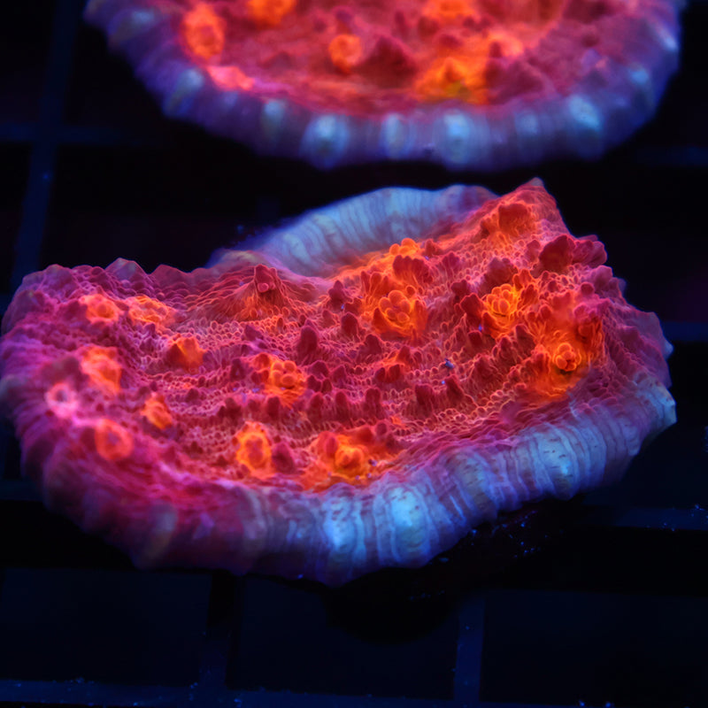 TCK Molten Lava Chalice