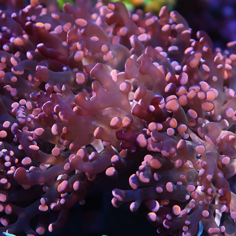 Lg TCK Branching Gold Frogspawn