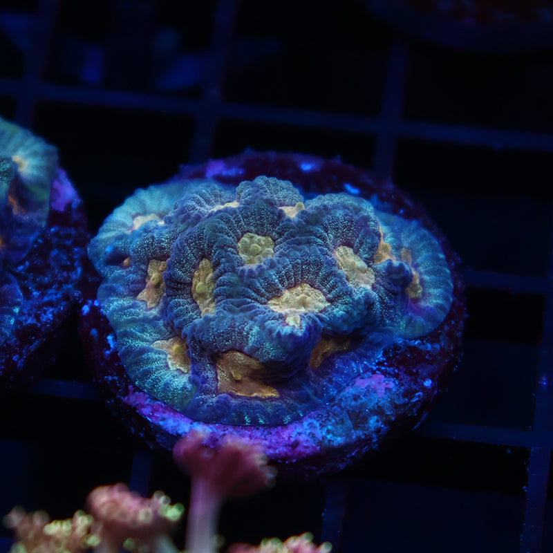 TCK Purple Favia