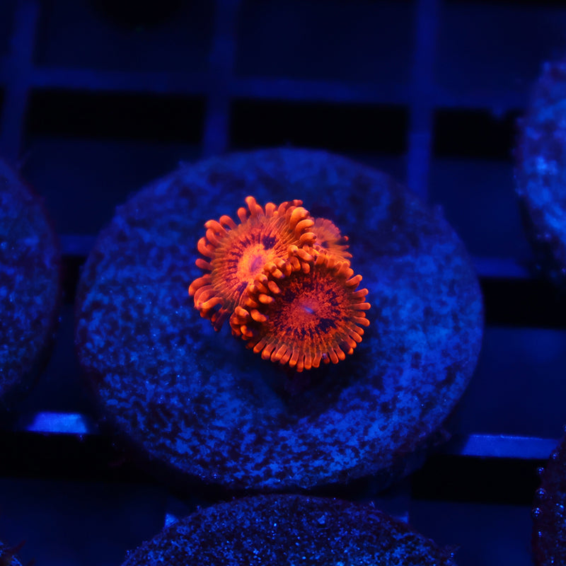 TCK Speckled Kraks