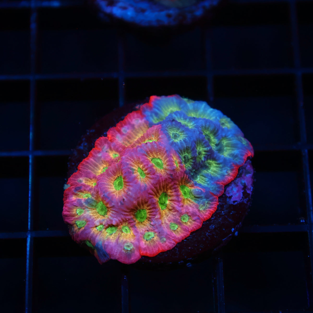 JF Dayglo Favia