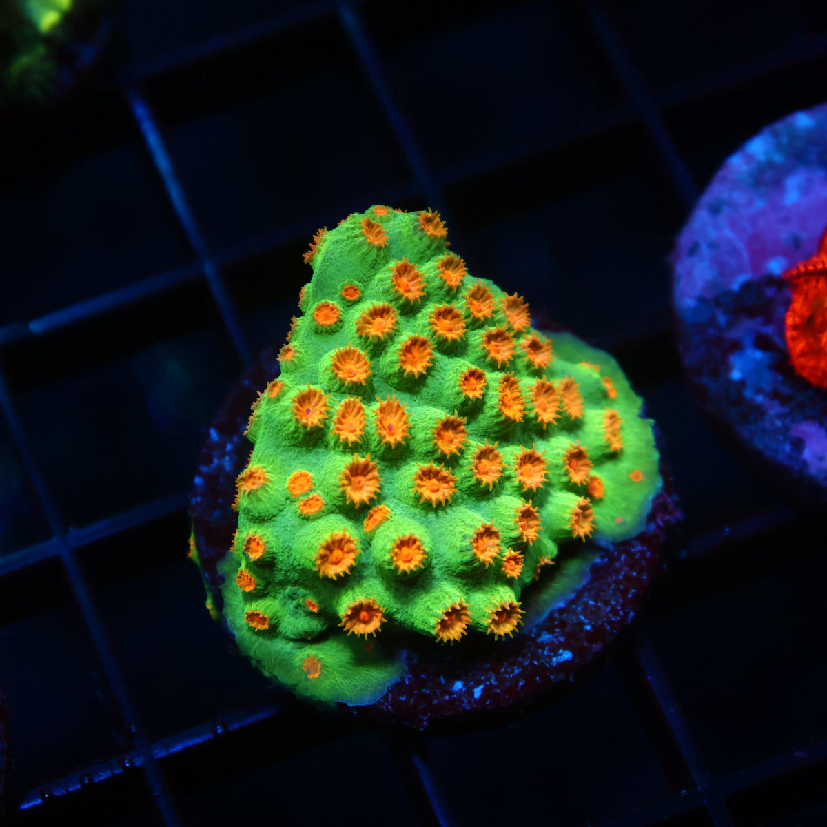 Reptar Cyphastrea