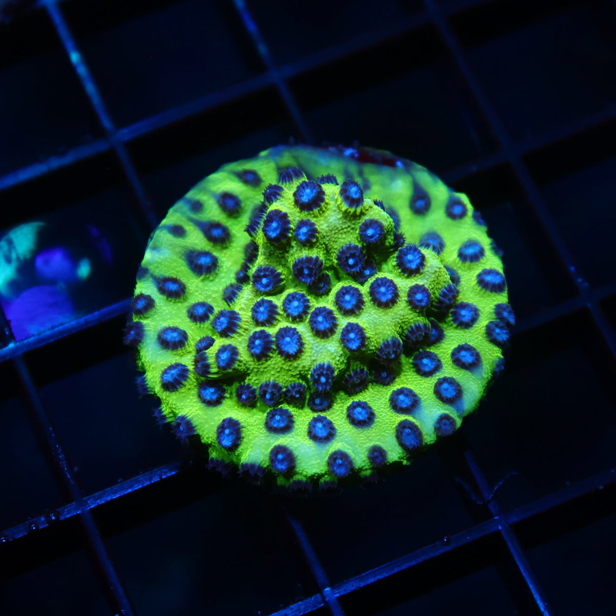 JF Purple People Eater Cyphastrea