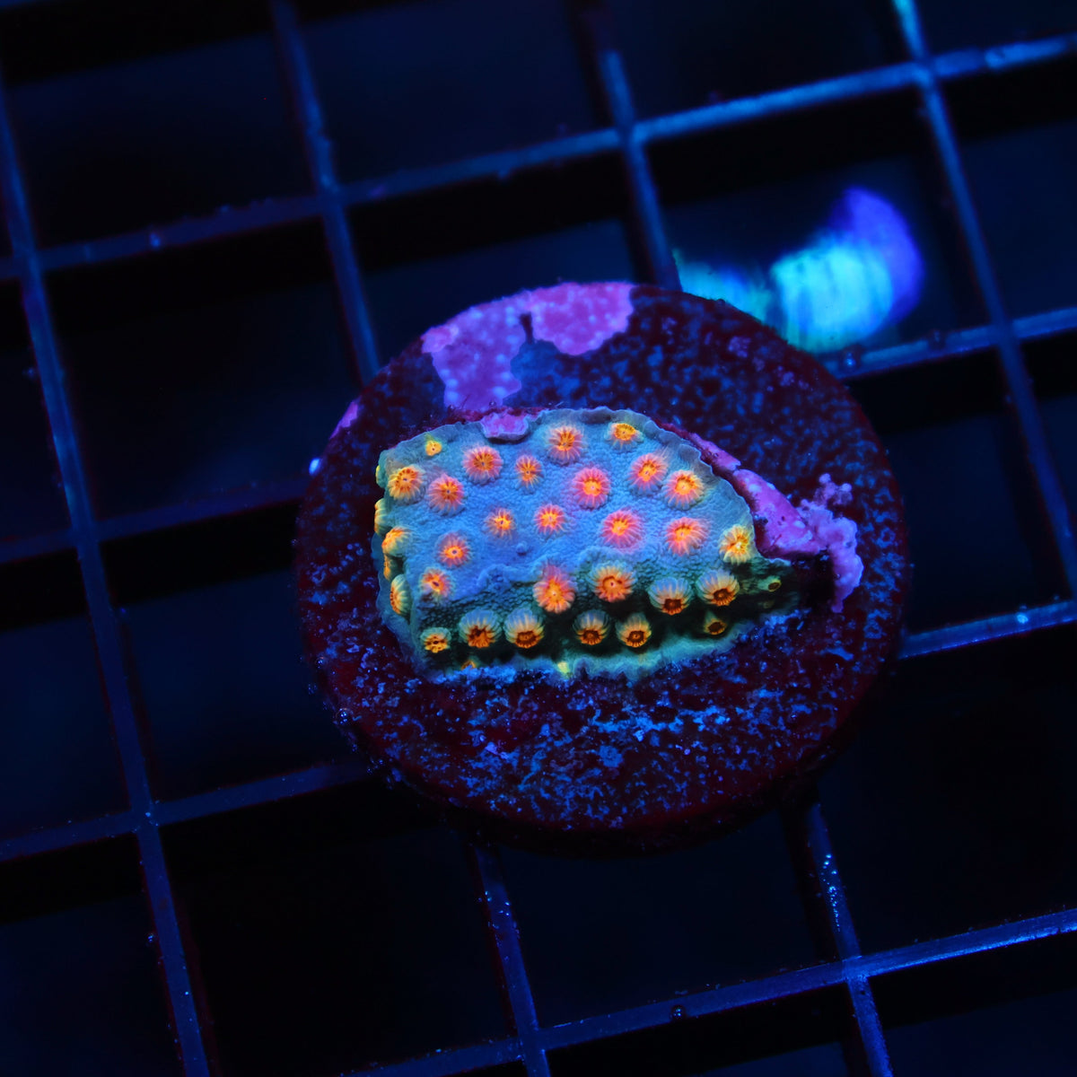TCK Rainbow Comet Cyphastrea