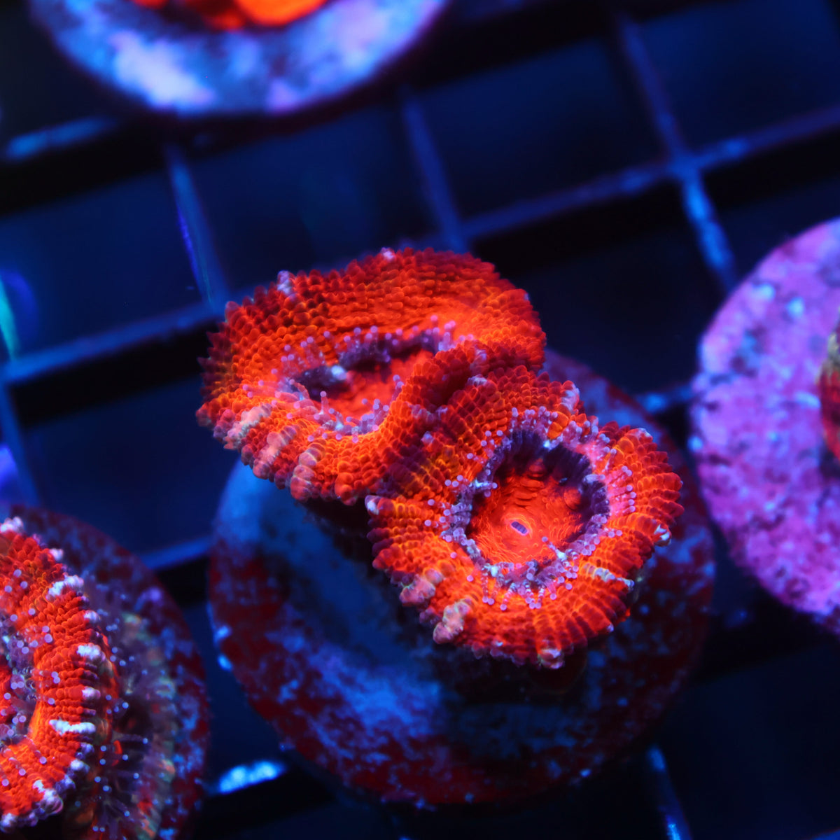 TCK Red Acan