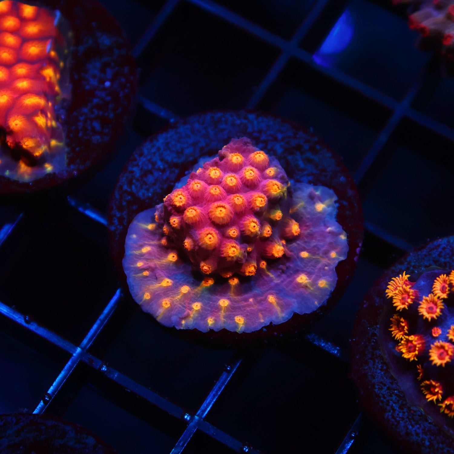 TCK Rainbow Abstract Cyphastrea