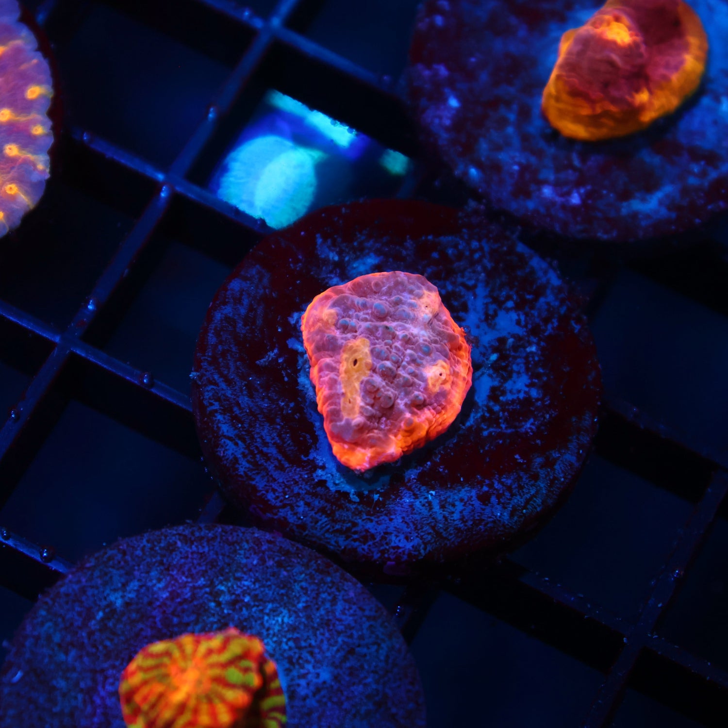 TCK Sunrise Rim Chalice