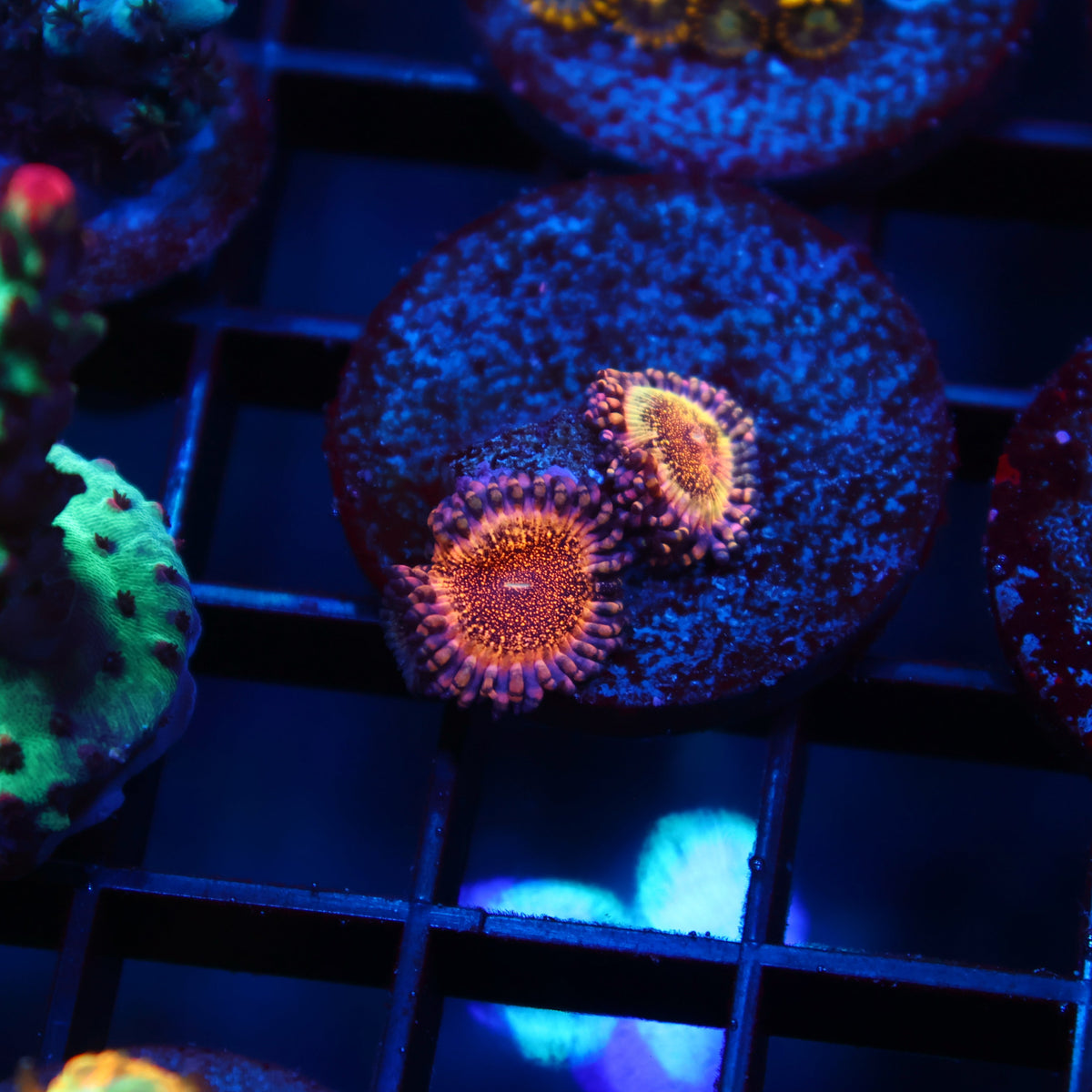TCK Sparkly Zoas