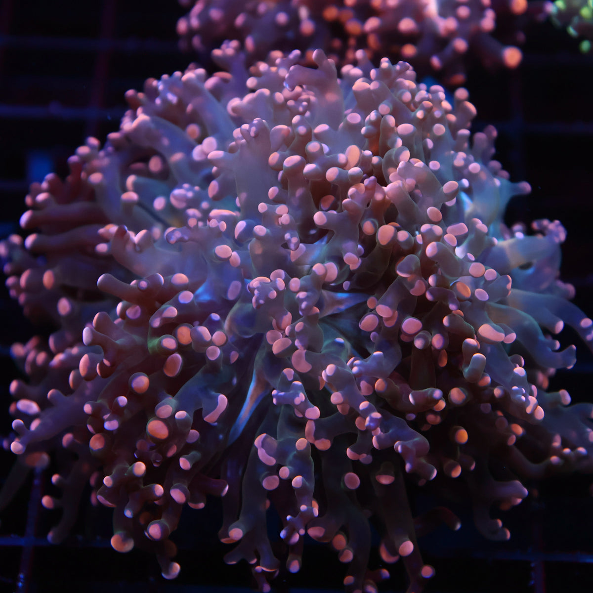 TCK Branching Peach Frogspawn