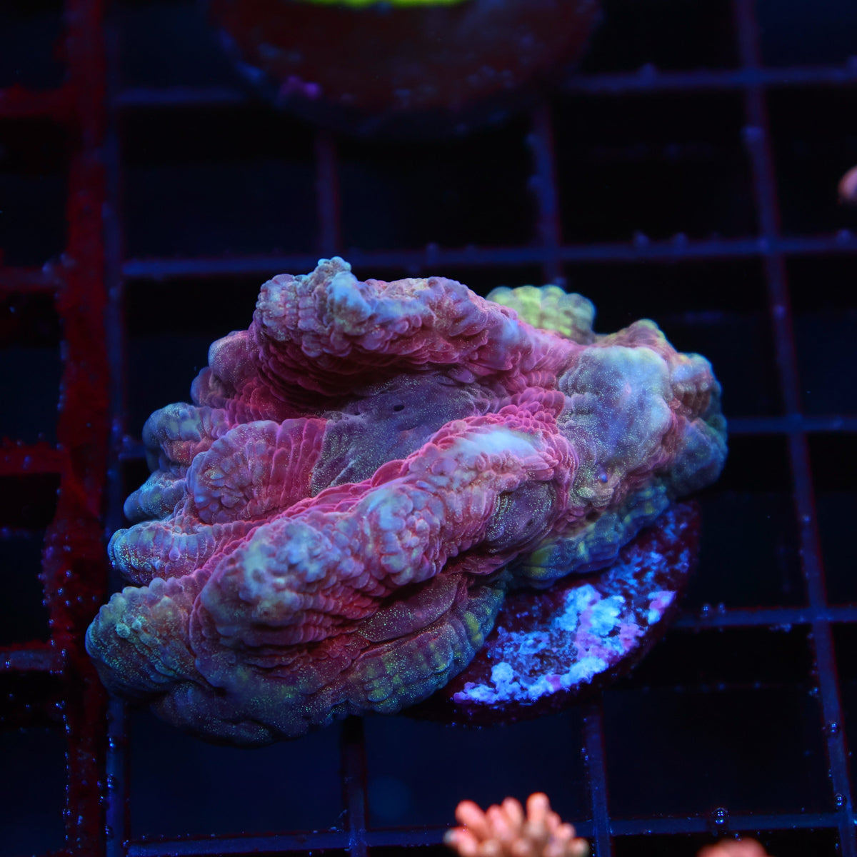 TCK Red Pectinia