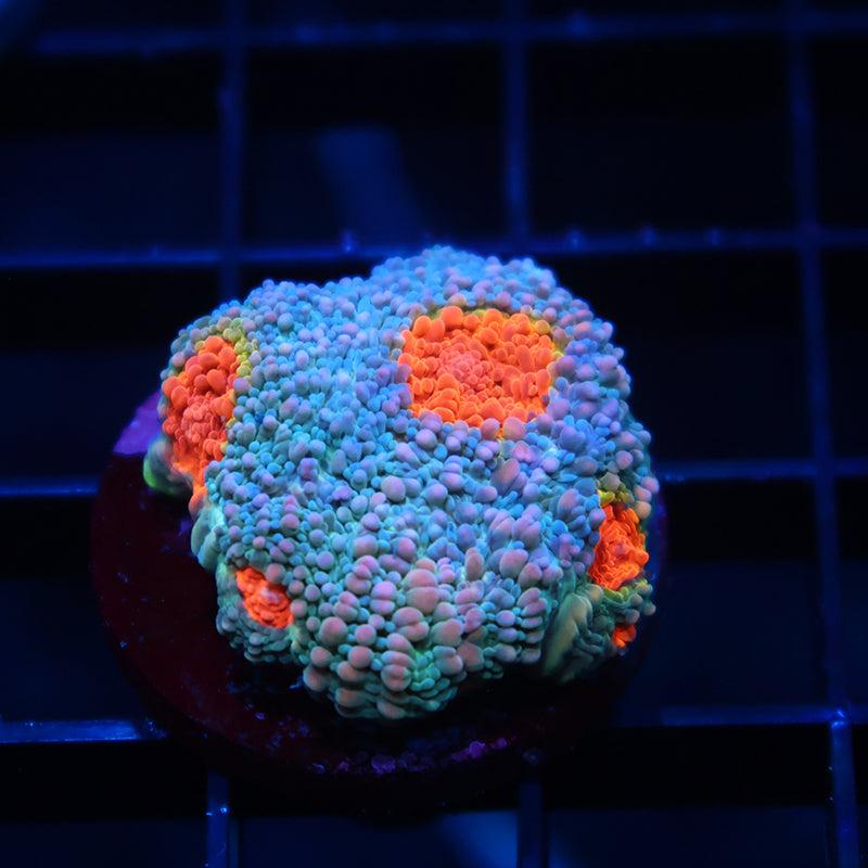 TCK Rainbow Echinata