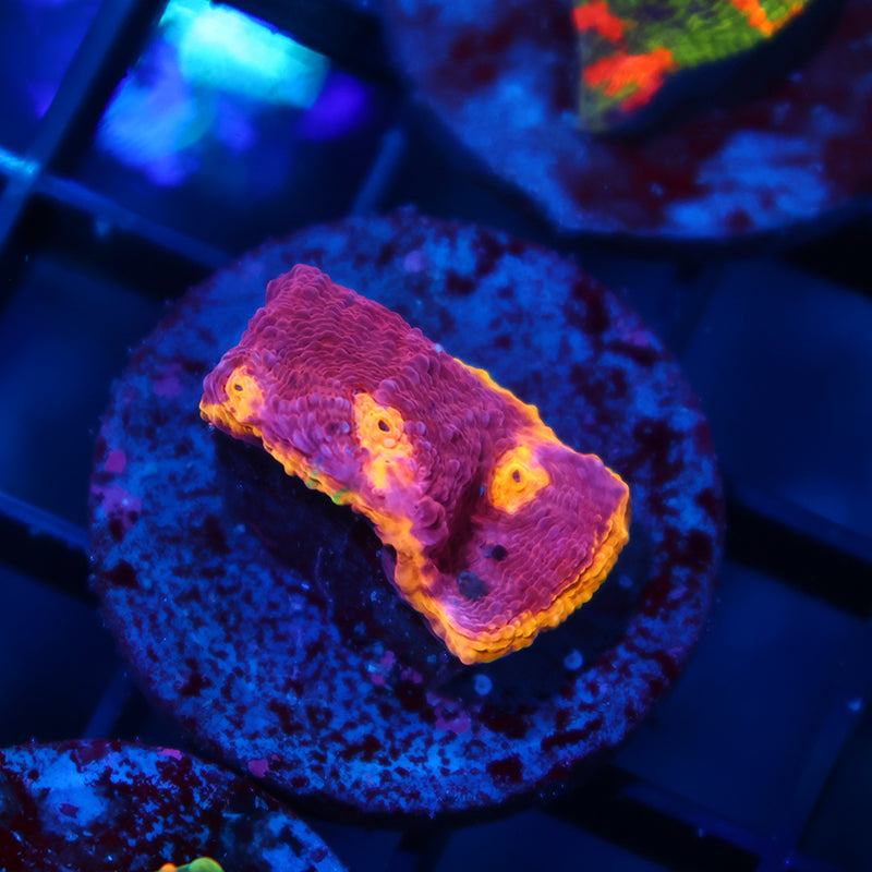 TCK Pink Rainbow Chalice