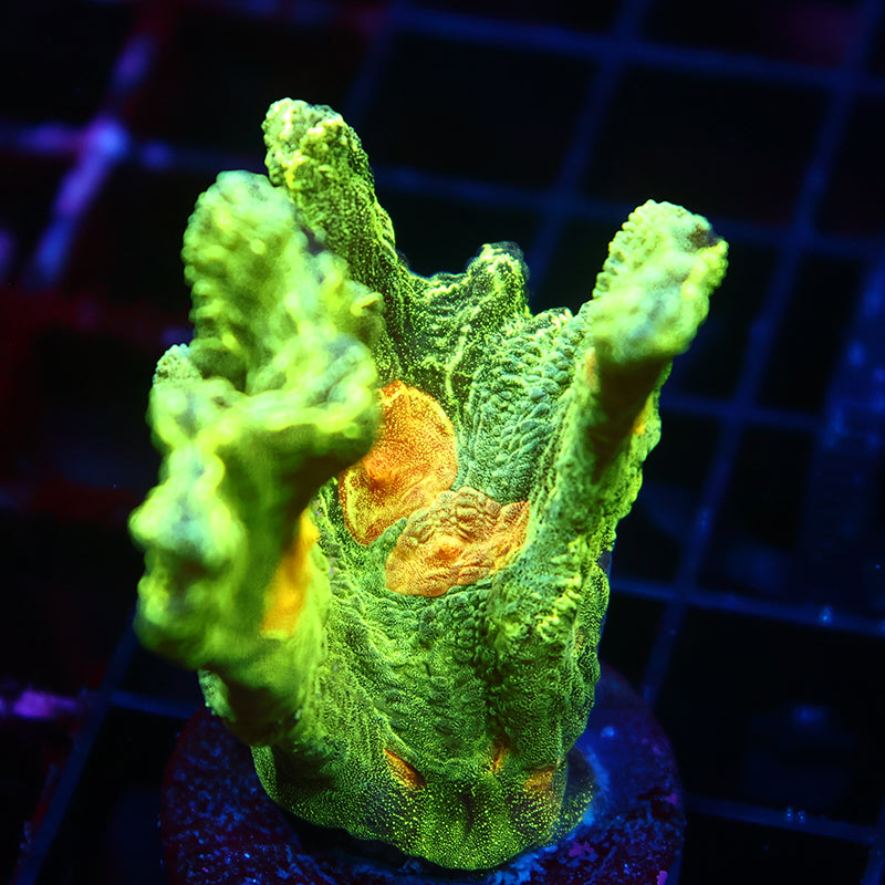 Space Invader Pectinia