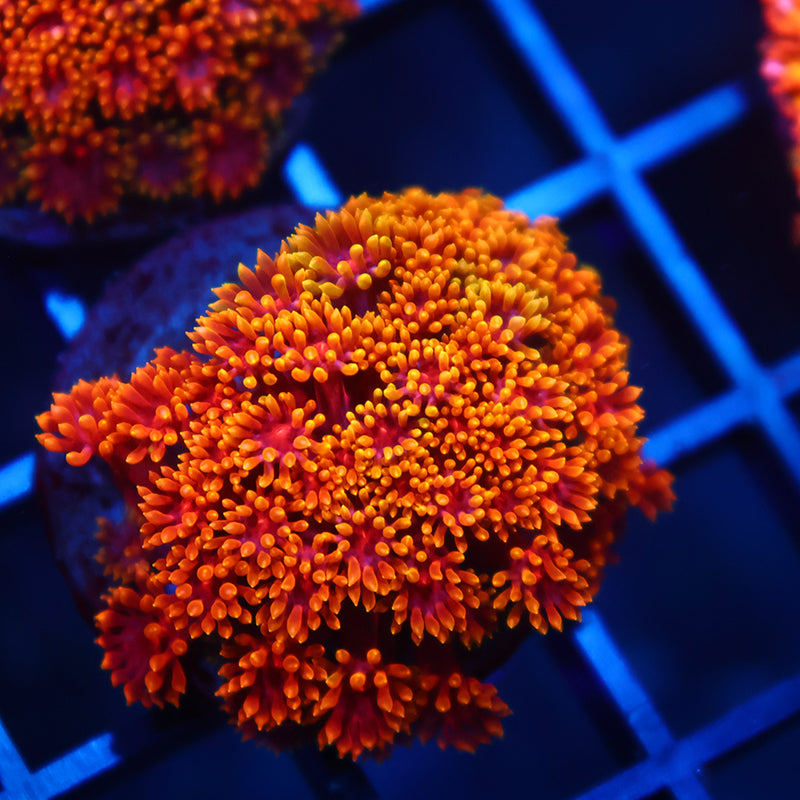 TCK Rainbow Crunch Goni Bernardpora