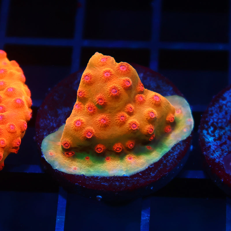 WWC Defcon Cyphastrea