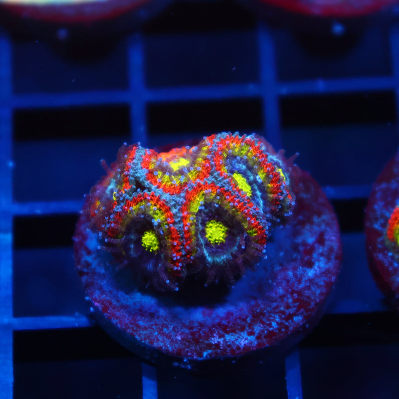 TCK HG Micromussa
