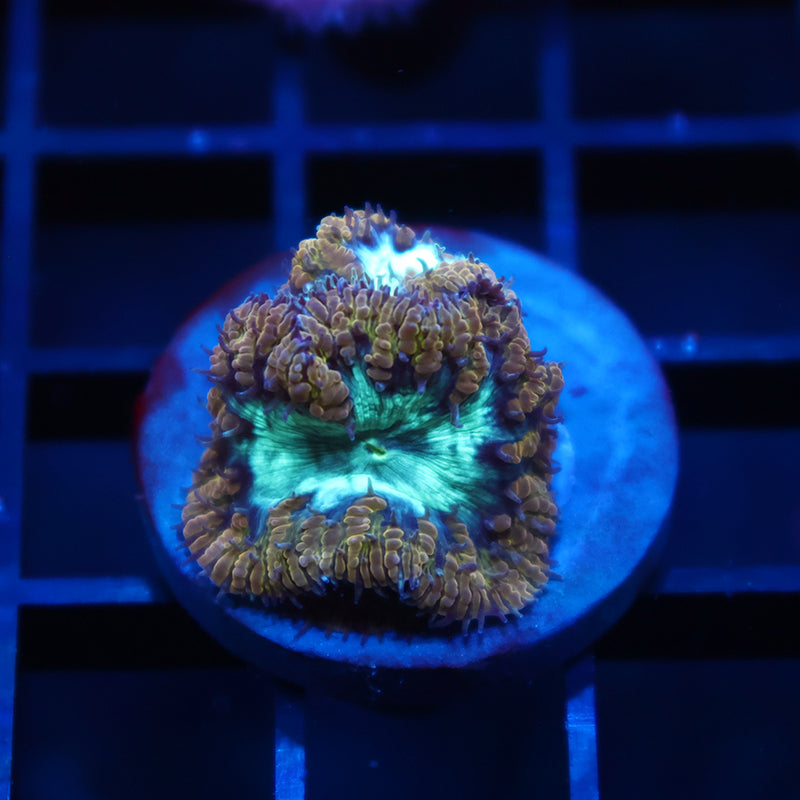 TCK Frosted Green Blastos
