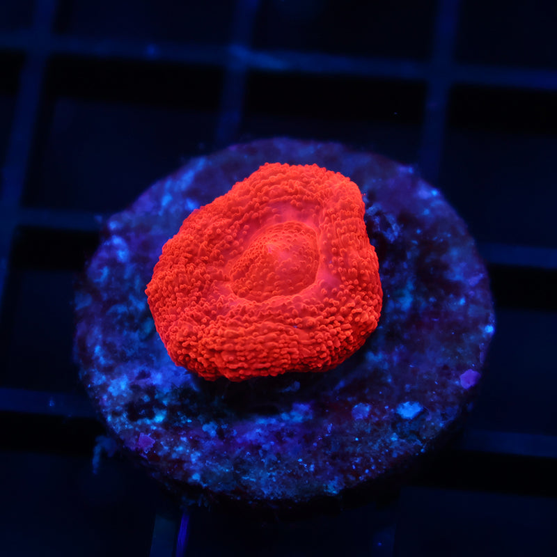 Red Bowerbanki