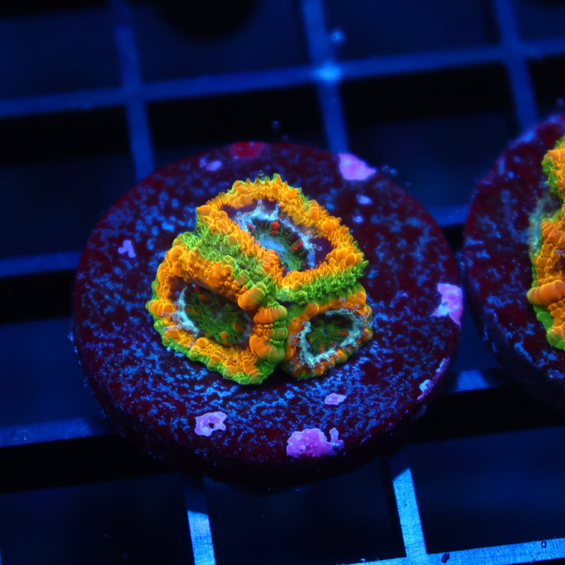 TCK OG Mardi Gras Acan