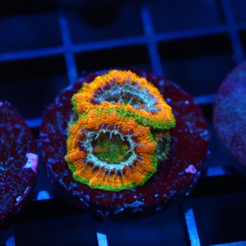 TCK OG Mardi Gras Acan