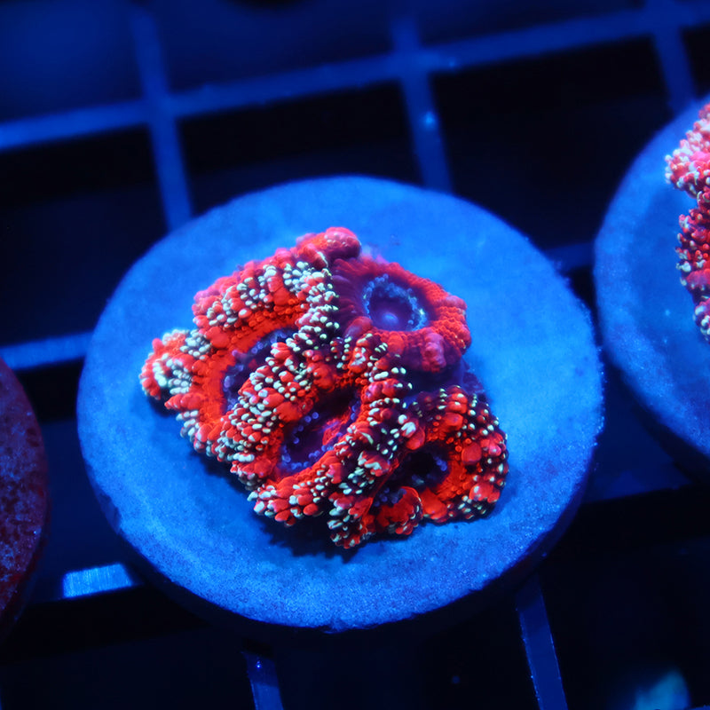 TCK Glitter Rim Acan