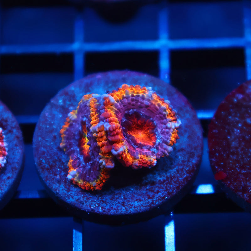 ARC Ever After Acan