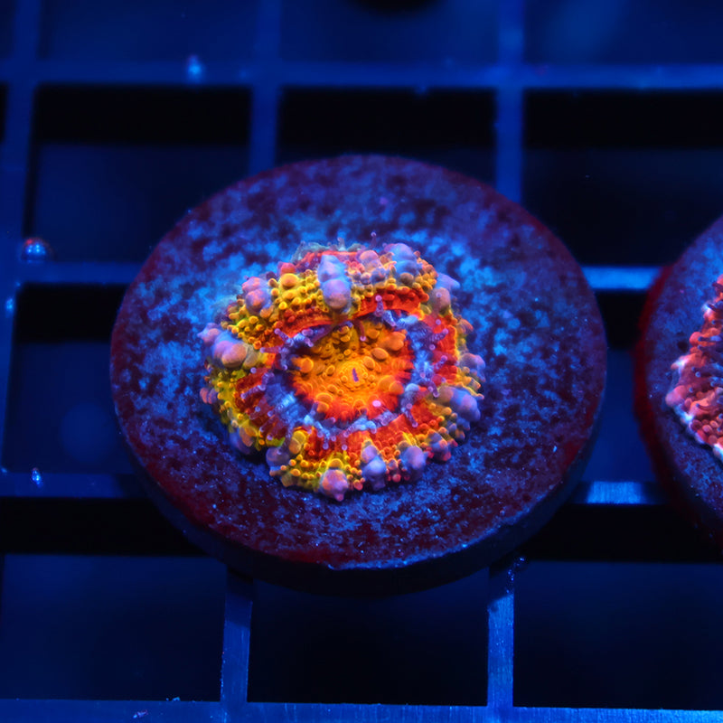 TCK Rainbow Rim Acan