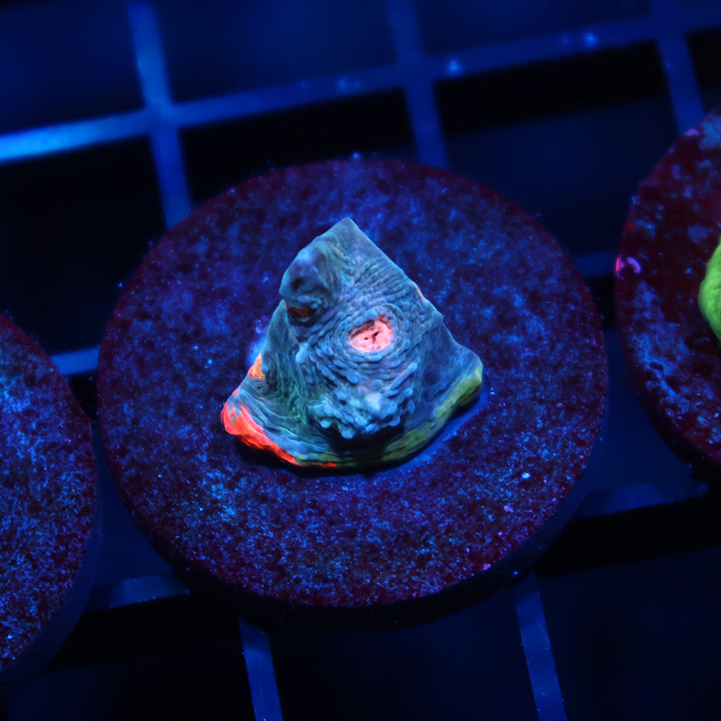 TCK Amazing Rainbow Chalice Blue Side