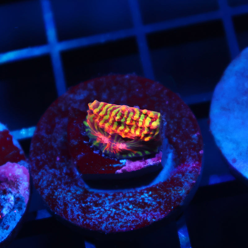 TCK Inferno Convict Chalice Tiny