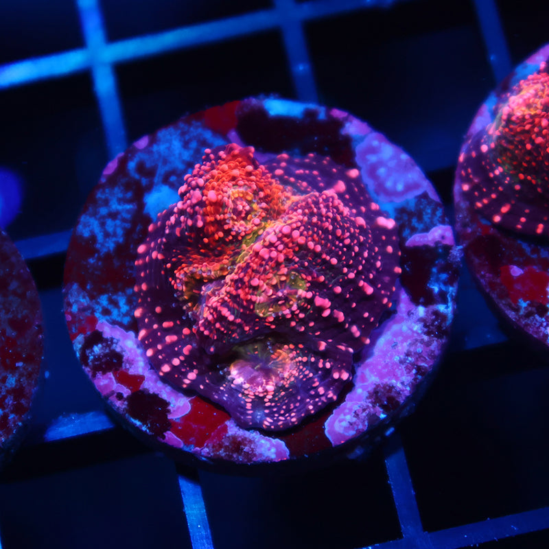 TCK Rimless Watermelon Chalice