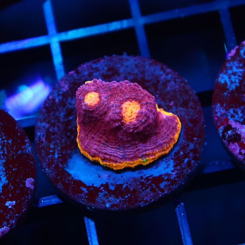 TCK Pink Rainbow Chalice