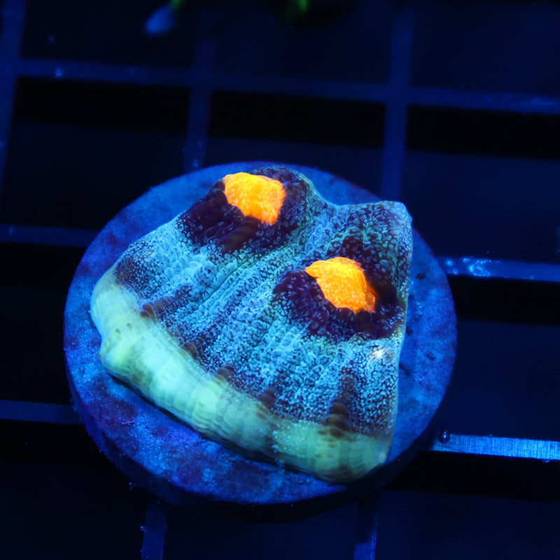 TCK Halloween Mycedium