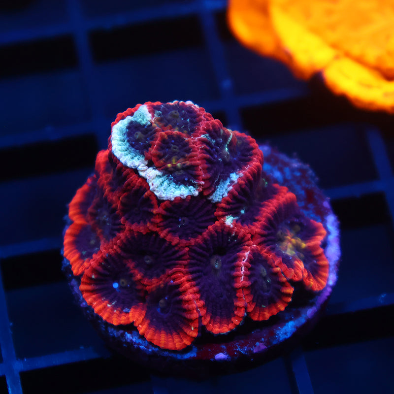 TCK Grafted Micro Favia