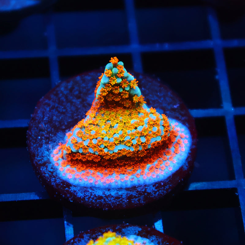 TCK Rainbow Roads Monti
