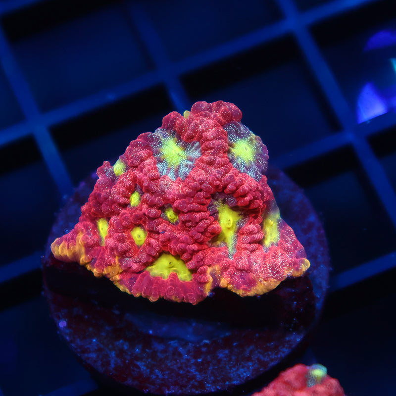 WWC Blood Diamond Favia