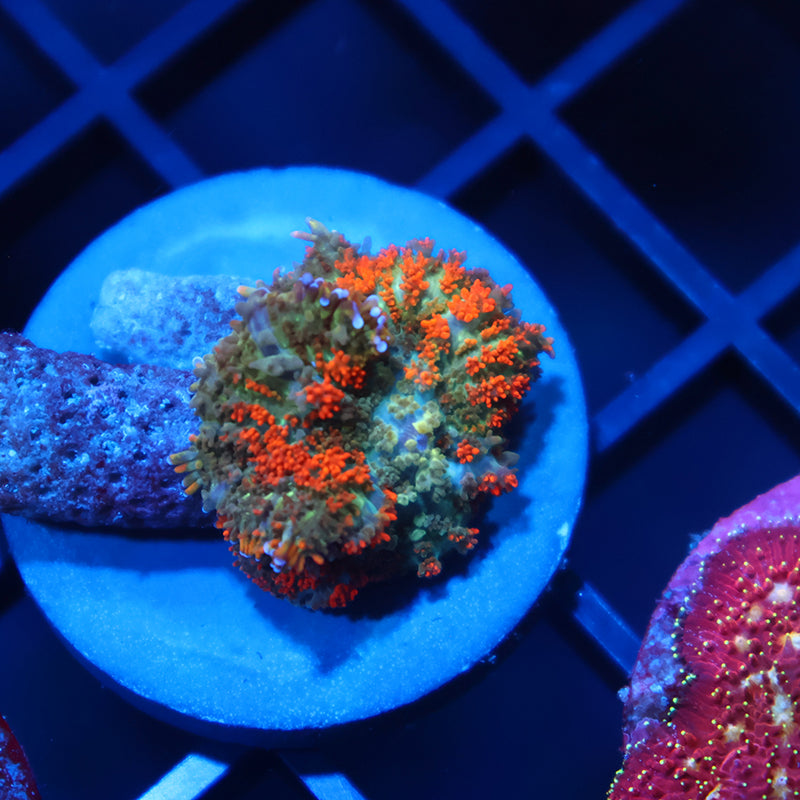 TCK Orange Bouncy Rhodactis