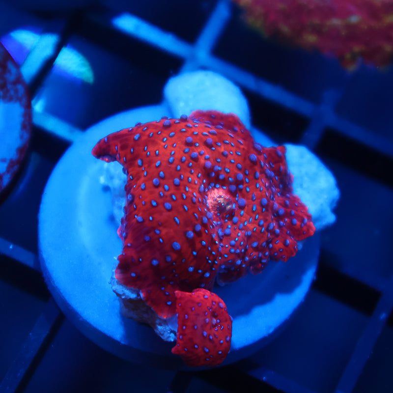 TCK Superman Mushrooms