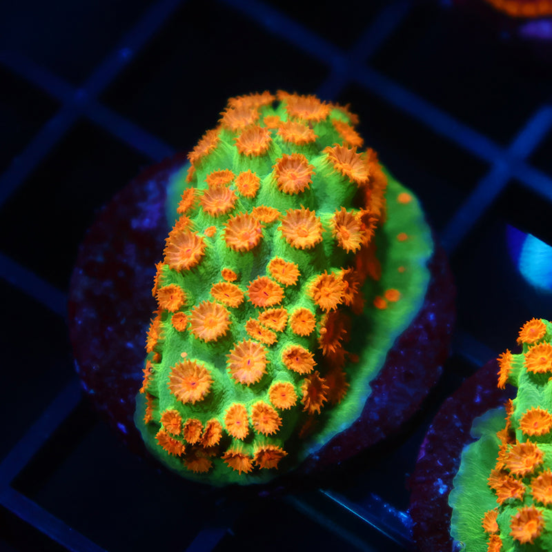 TCK Reptar Cyphastrea